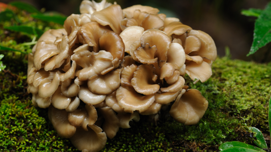 Maitake (Kuokštinė grifolė) grybas