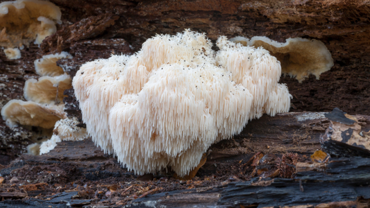 Lion's Mane (Gericijus)